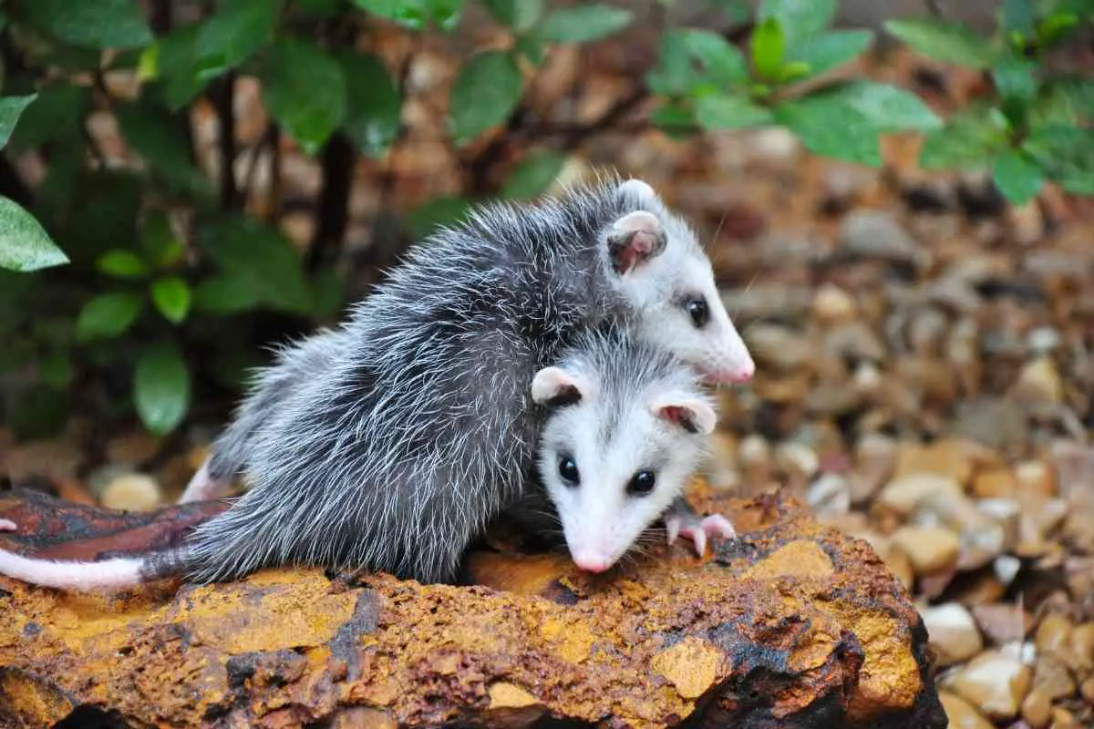 Scare possums away tips