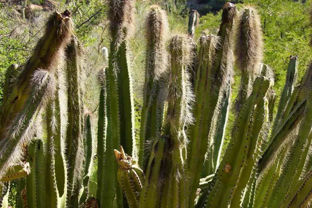 Senita desert cactus