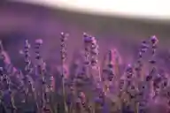 Lavender In Winter Guide (What To Expect)