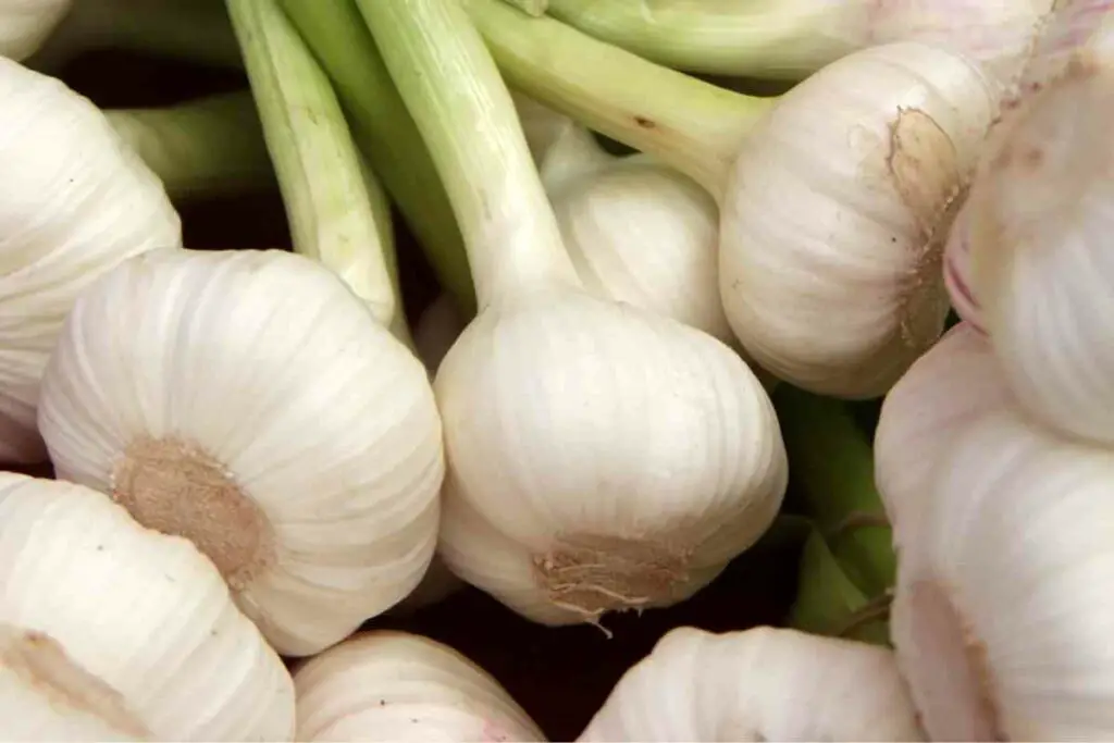 Softneck Garlic harvest