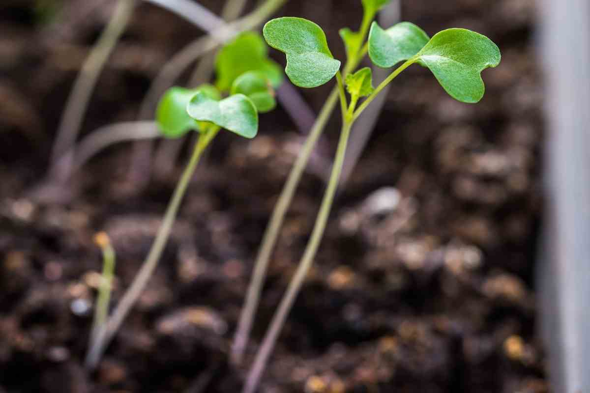 What are Leggy Plants (How to Spot and How to Fix) Gardenia Organic