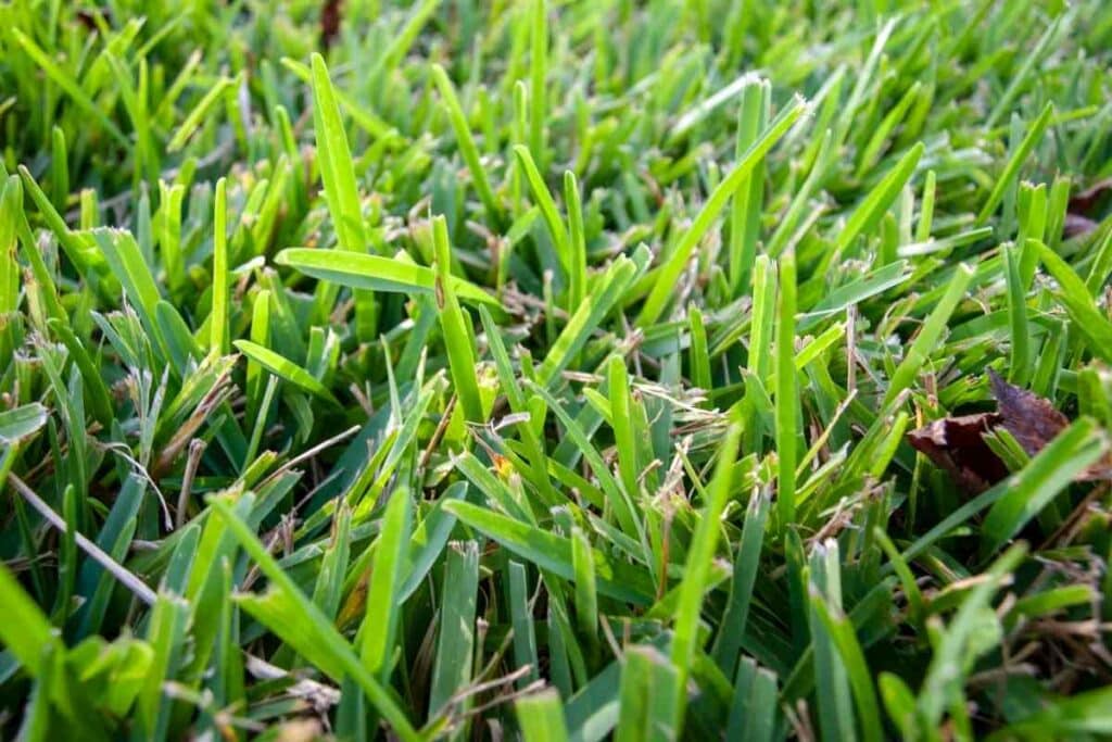 St Augustine grass unhealthy