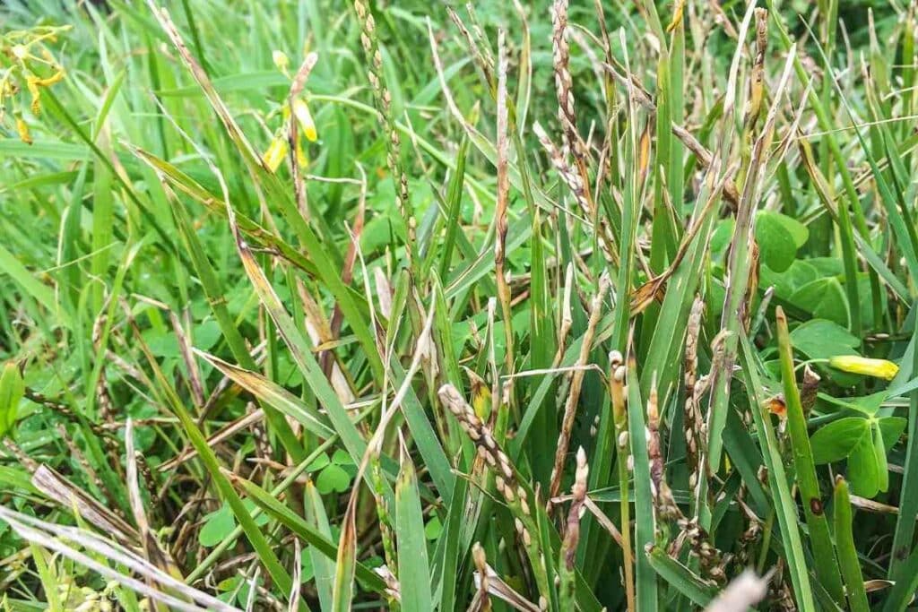 St Augustine grass turning yellow reasons