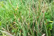 St Augustine grass turning yellow reasons