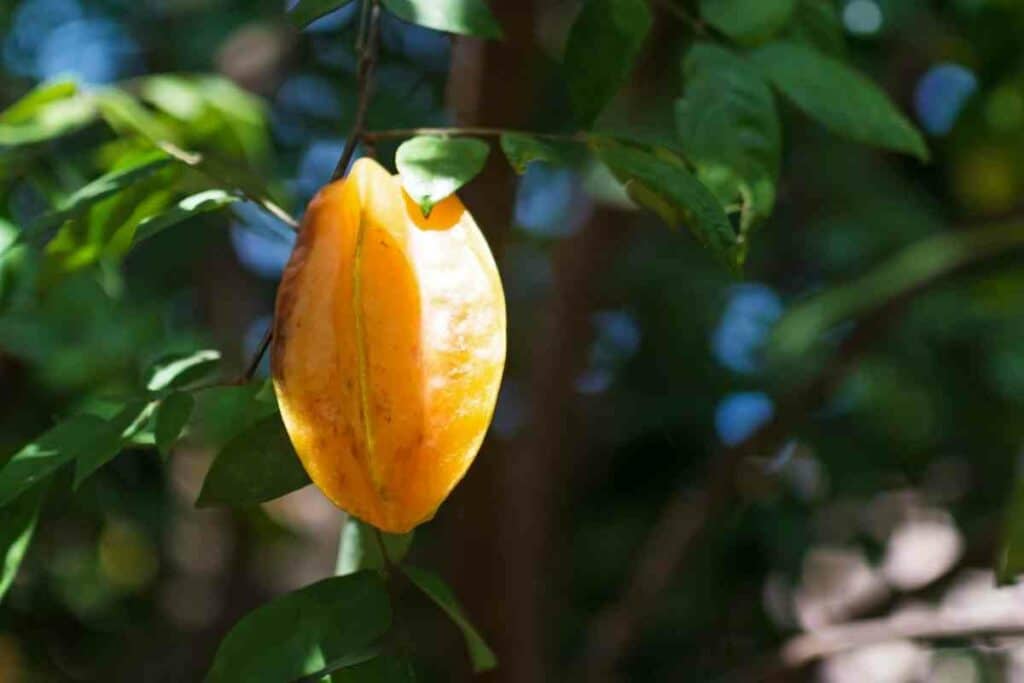 Star fruit