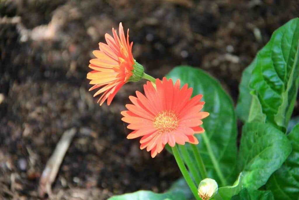 Planting zinnias flowers