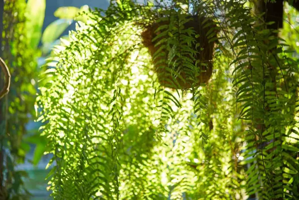 Boston fern direct sunlight