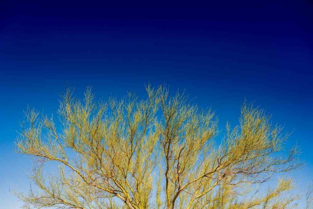 The Sonoran Palo Verde