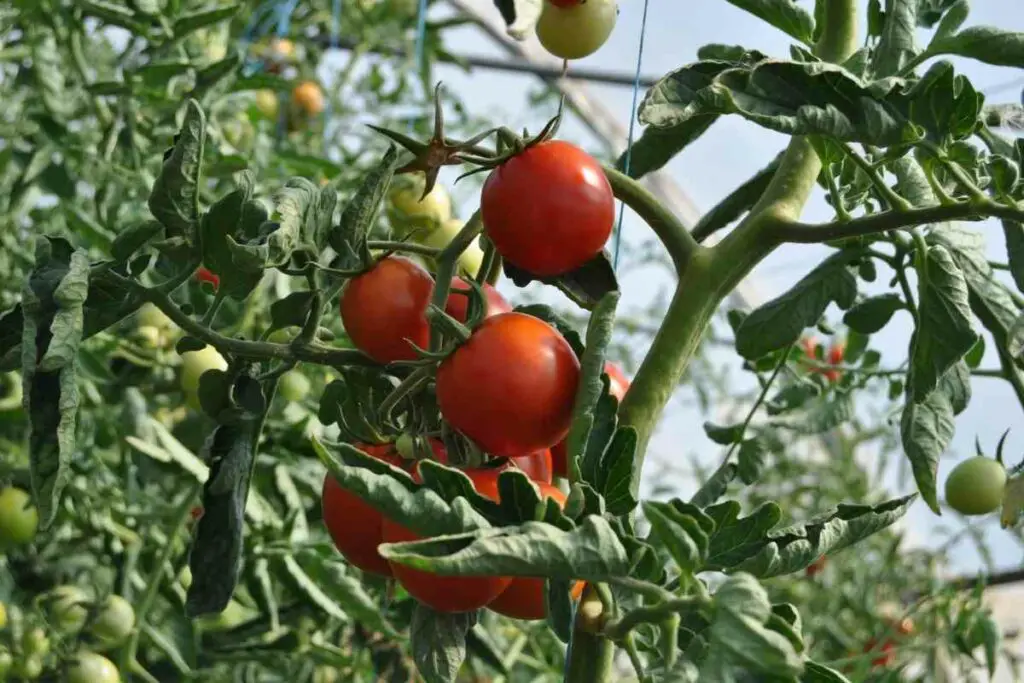Tomato nightshade family plants