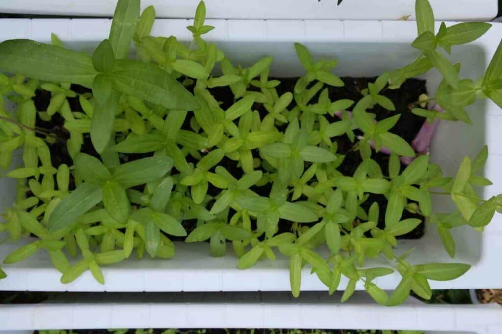 Zinnia seedling