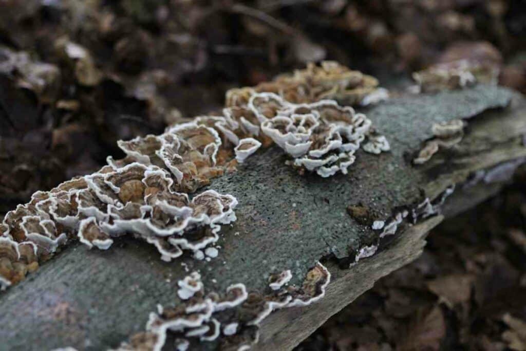 Trametes Versicolor