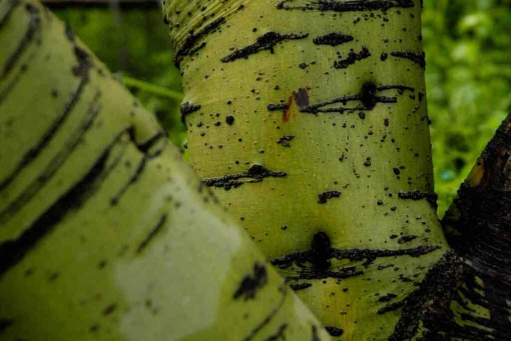 Trees with green bark