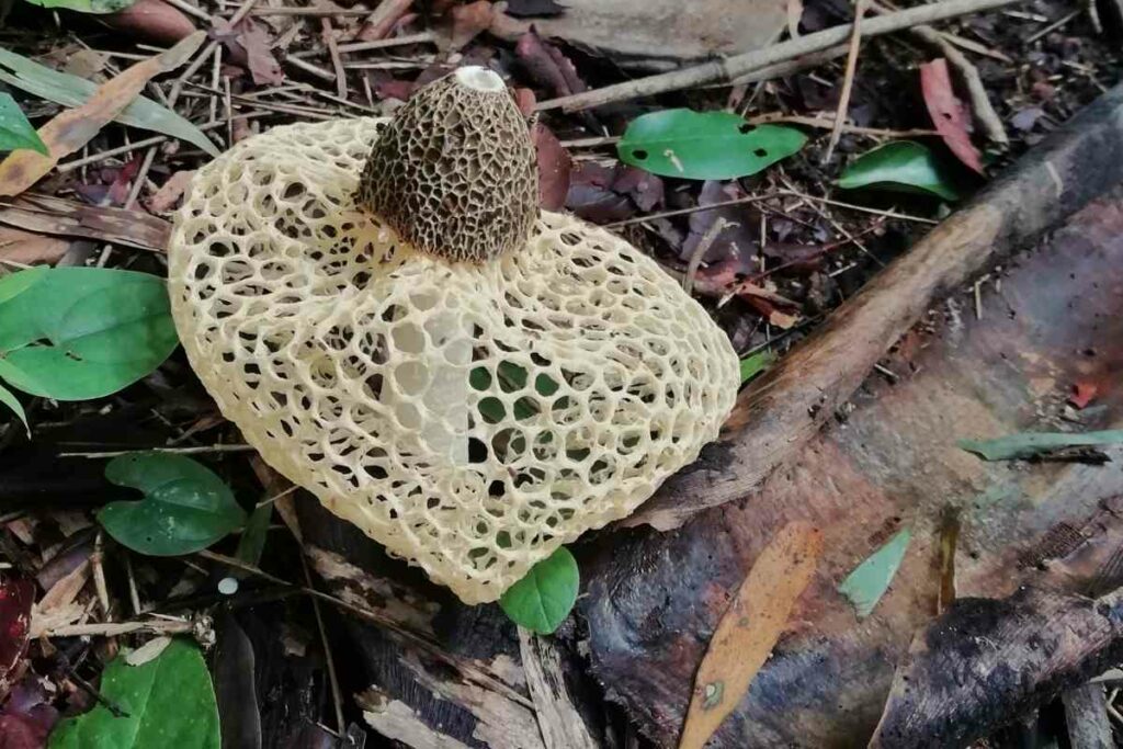 Phallus Indusiatus weird mushroom