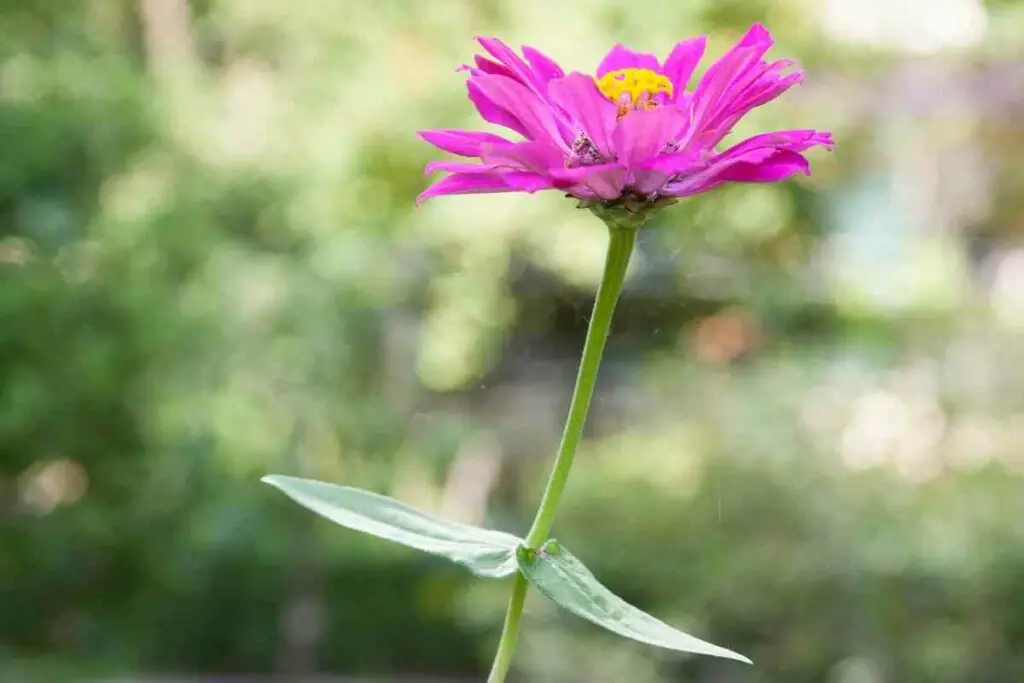 Zinnia flower pink