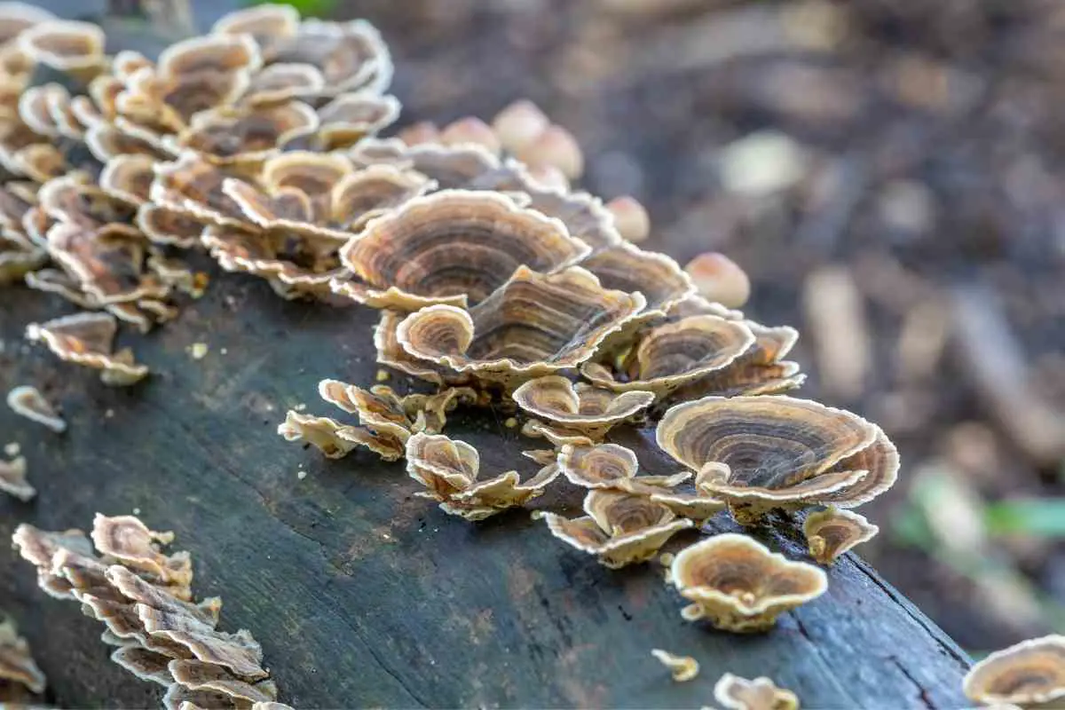 Weirdest Mushrooms in the world