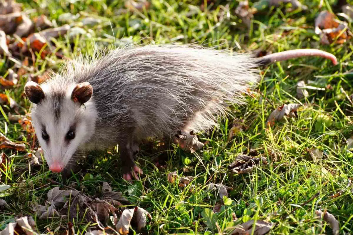 What Attracts Possums to Your Yard?