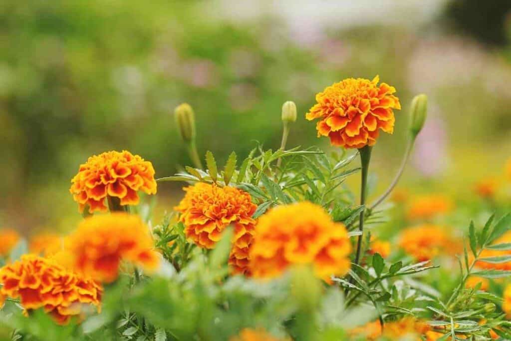 eating Marigolds in garden