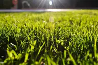 Nitrogen lawn