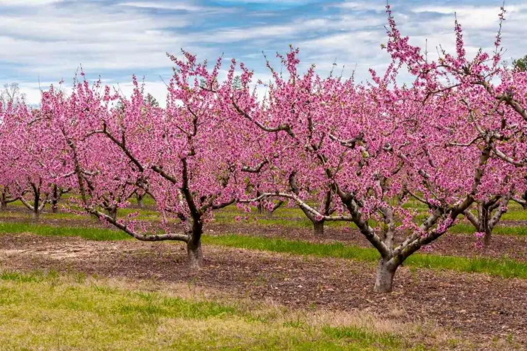 Peach trees flowering time