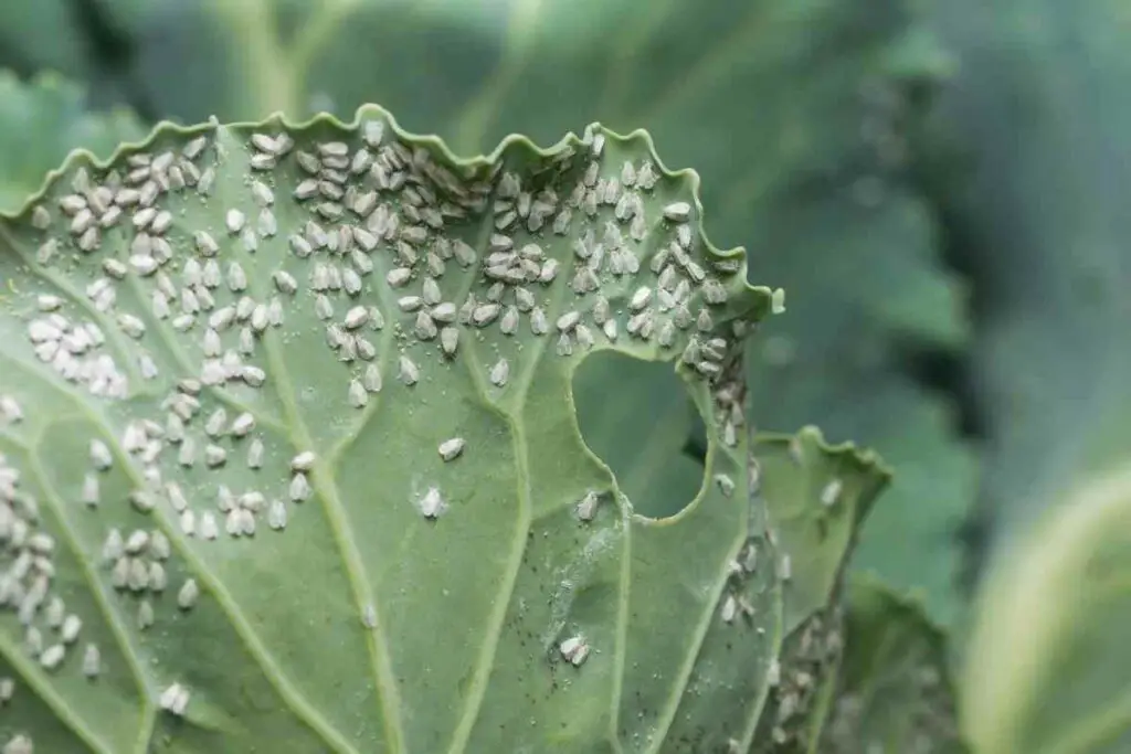 Whiteflies can eat marigolds