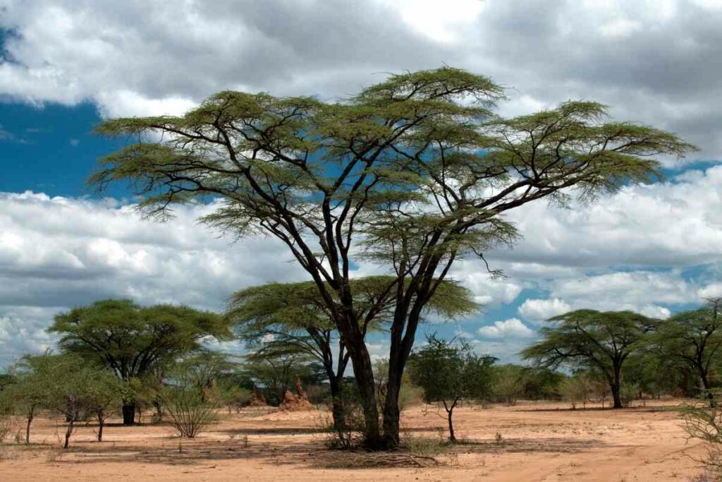Whitethorn Acacia in desert