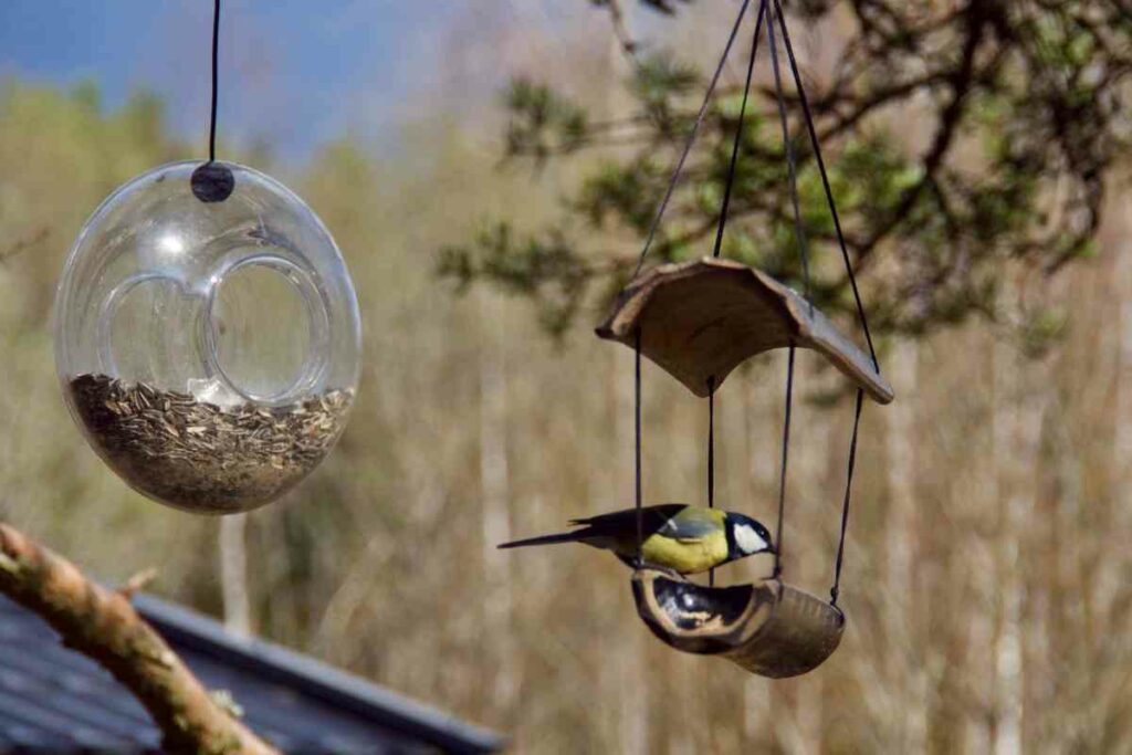 birds overeat seeds