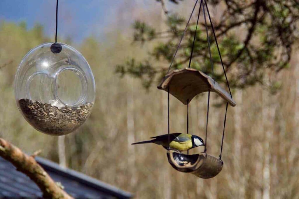 birds overeat seeds