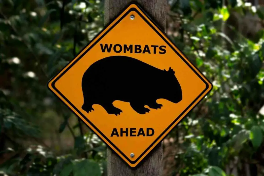 Wombats sign