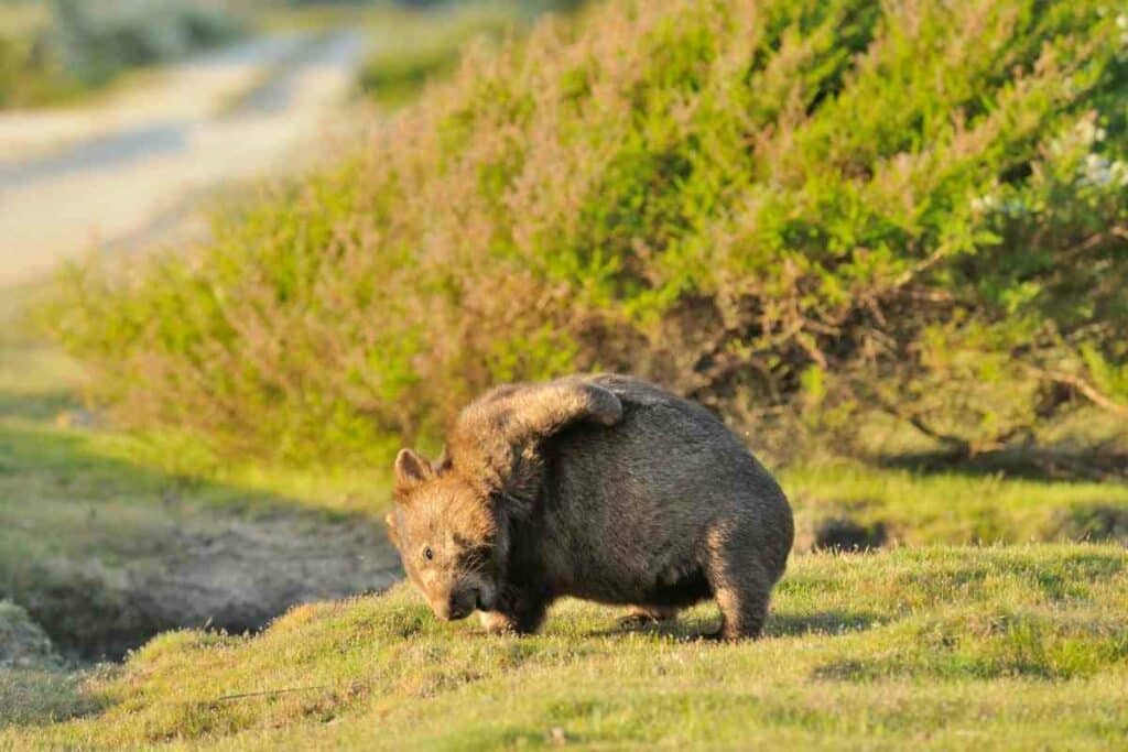 Wombat are not good pets