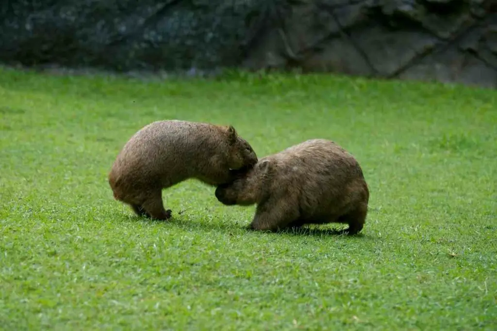Wombats fights