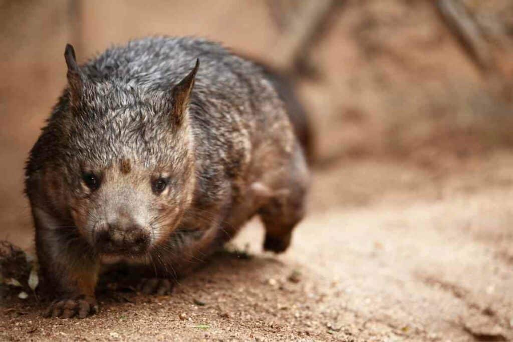 Wombats are vicious animals