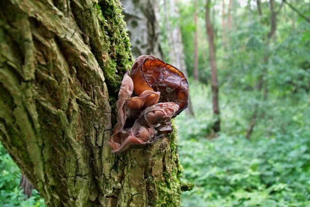Auricularia Auricula-Judae weird mushroom