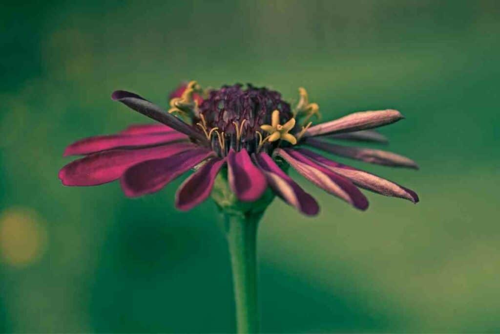 Growing Zinnias in pots process