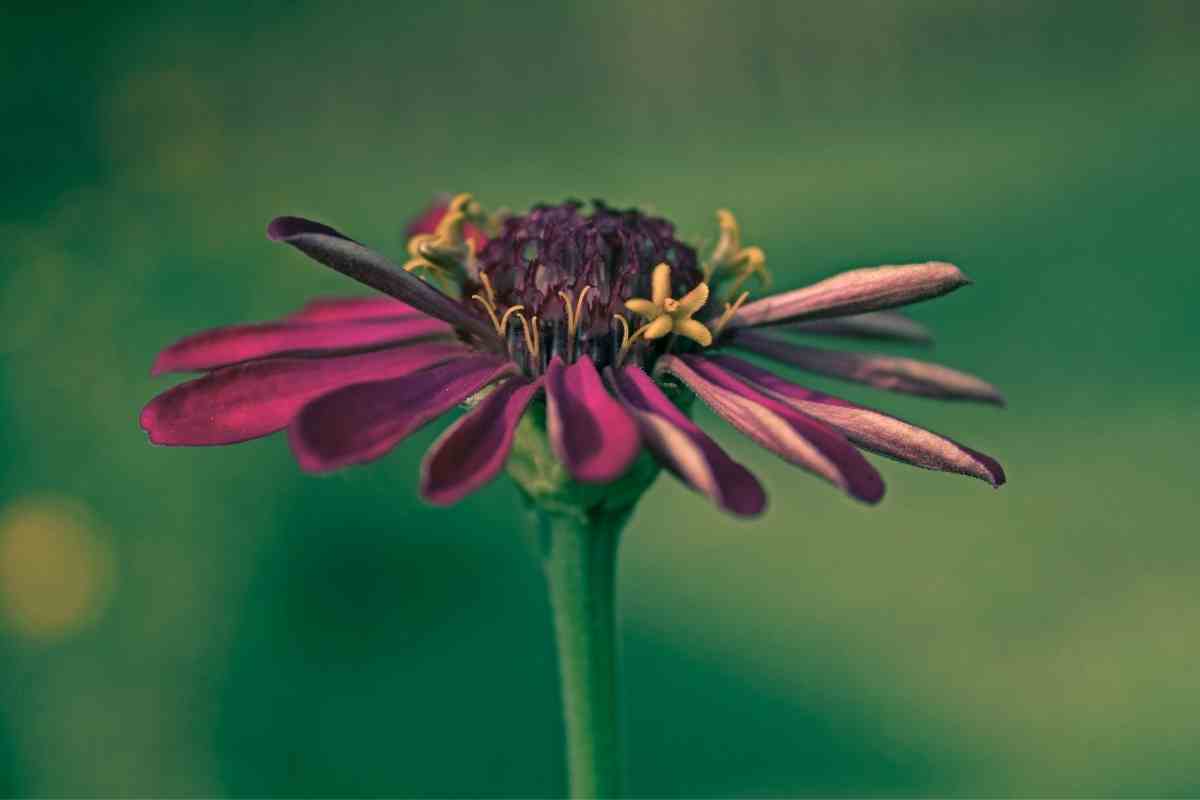 Complete Guide to Growing Zinnias in Pots