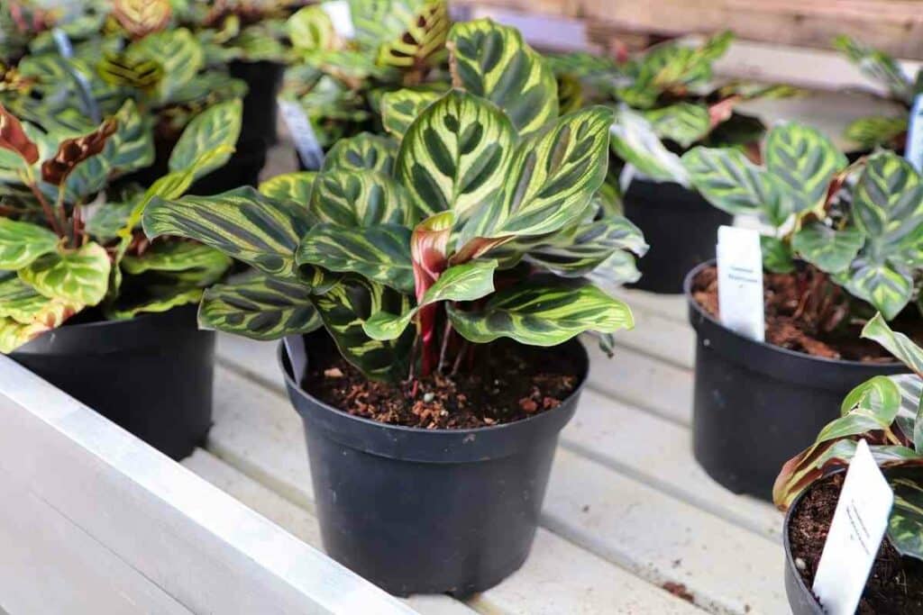 Calathea Makoyana caring guide