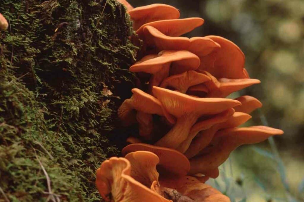 Backyard mushrooms