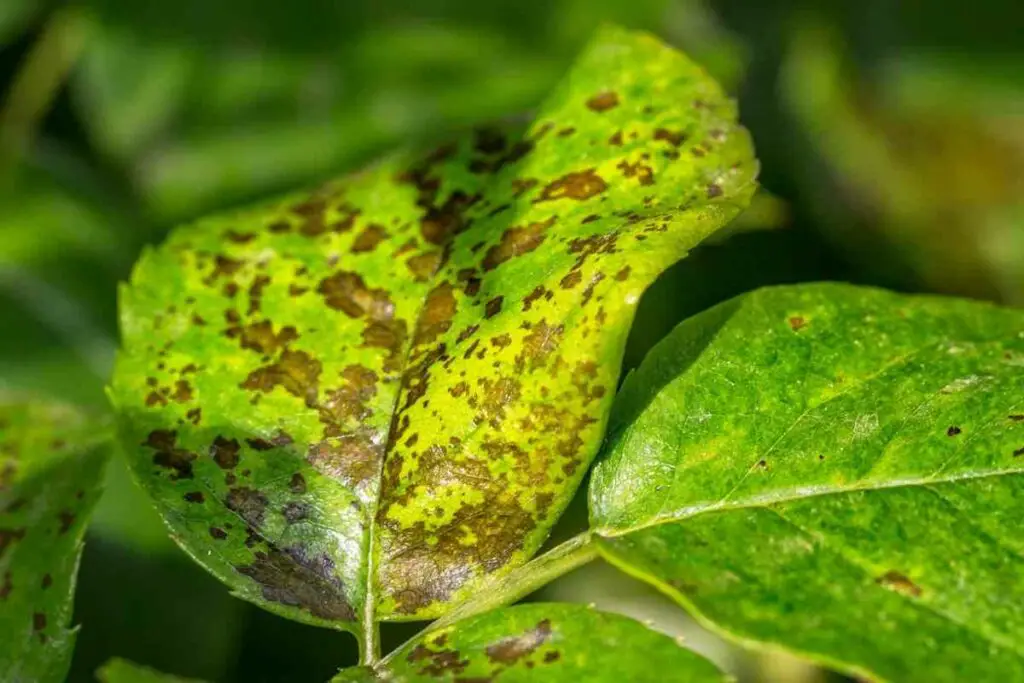 Bacterial leaf spot plant problem