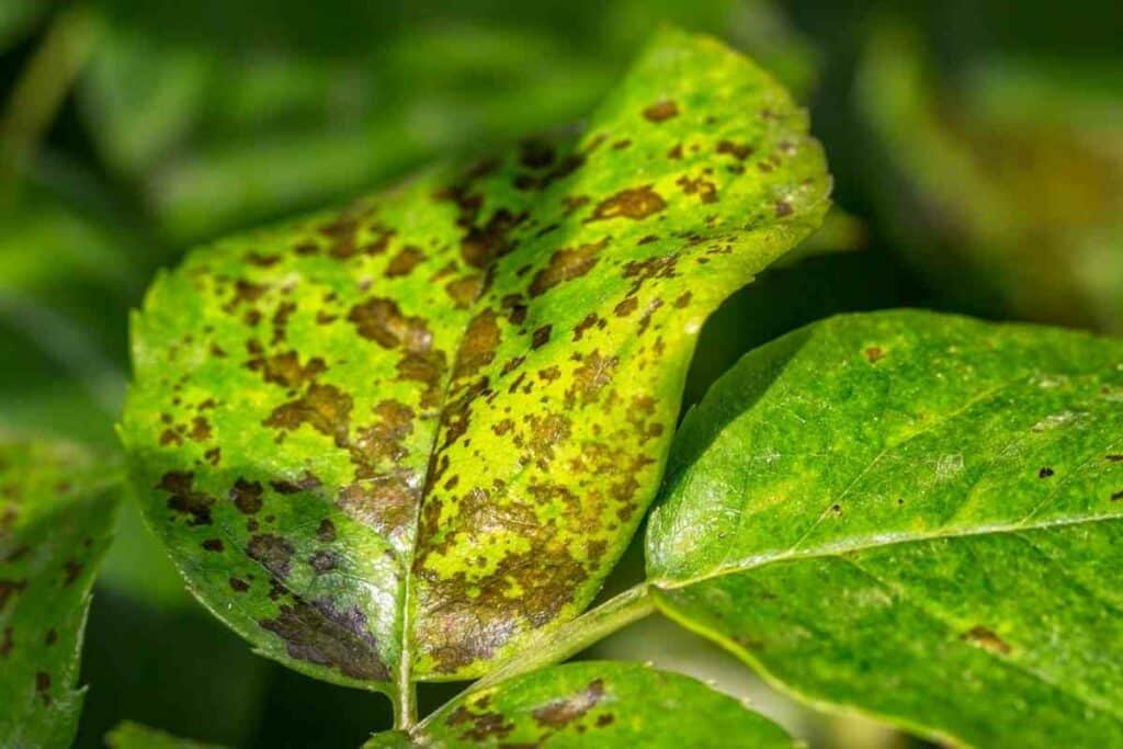 10 Birds Nest Fern Problems and How to Fix Them! - Gardenia Organic