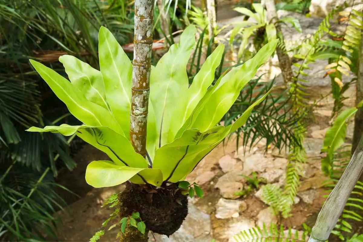 10 Birds Nest Fern Problems and How to Fix Them!