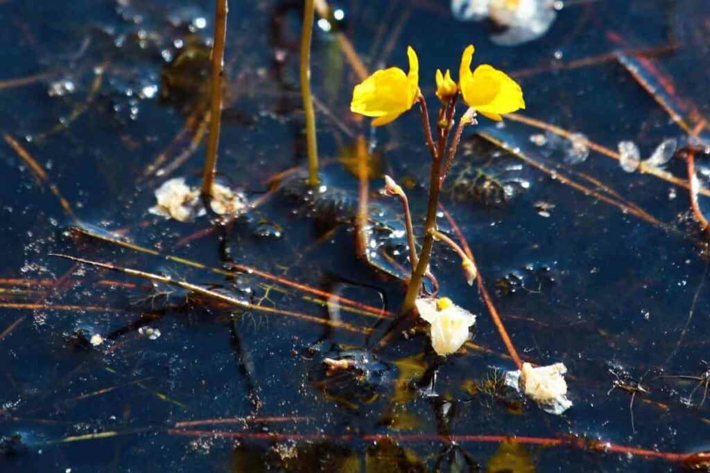 Ugly Bladderwort plant