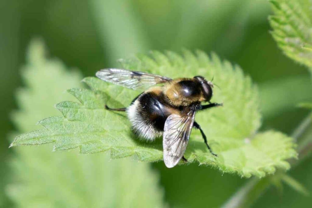 Volucella Bombylans