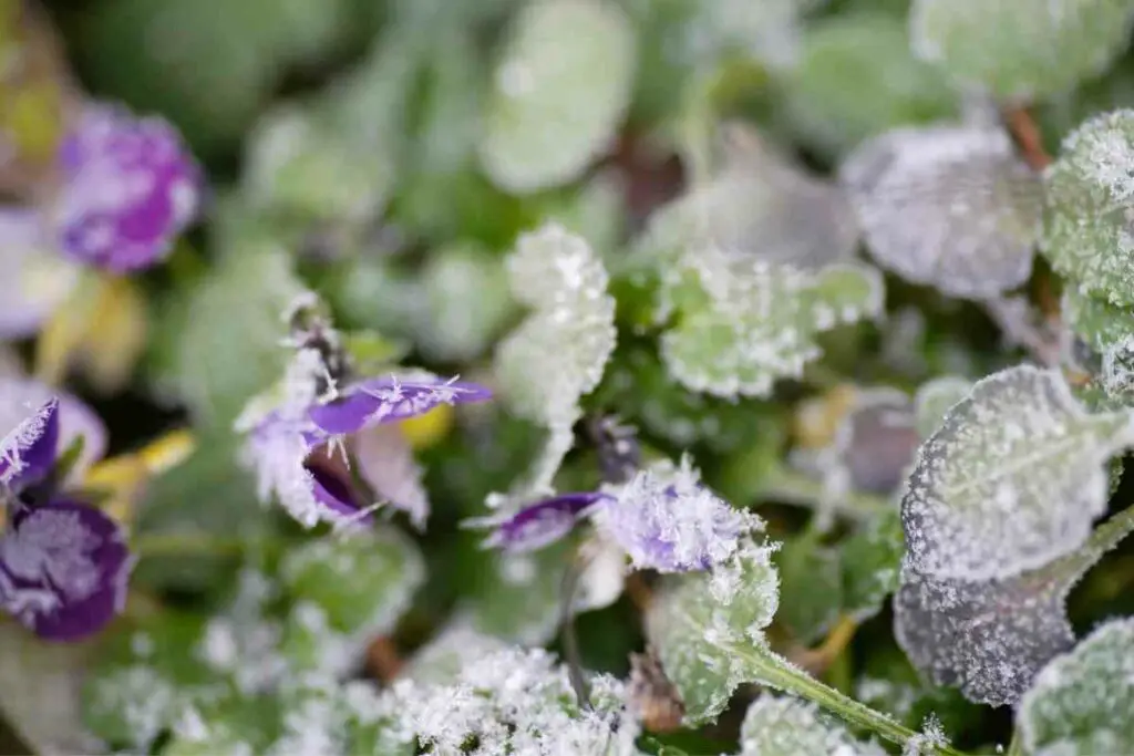 Pansies frost explained