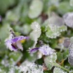 Pansies frost explained