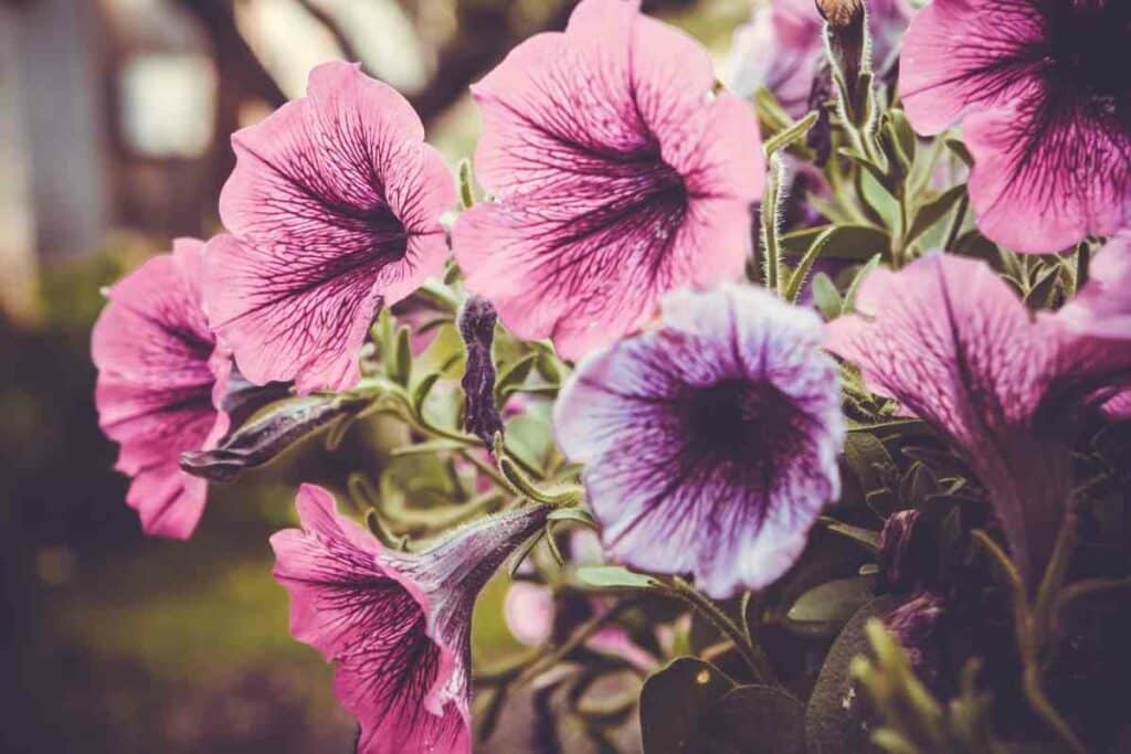 petunias frost problems