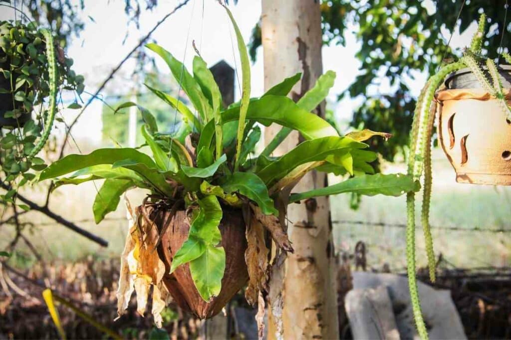 Tips for healthy birds nest fern