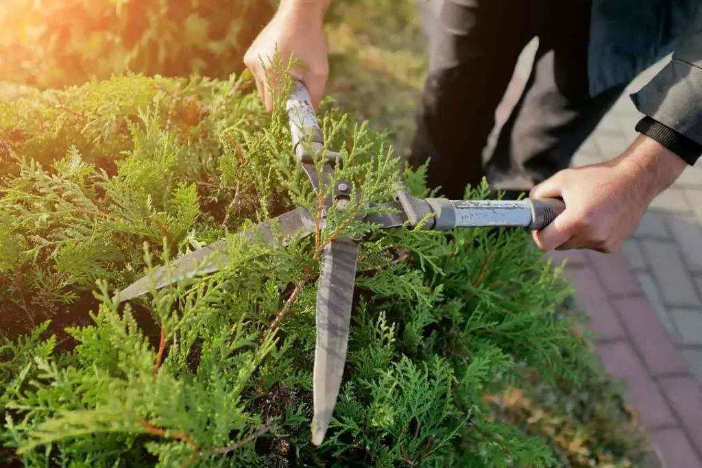 Conifer over-pruning problem