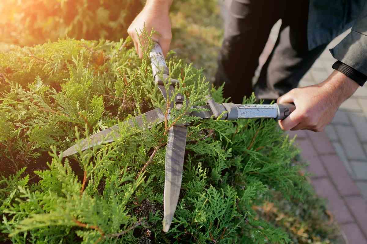 My Guide on How to Revive a Dying Conifer - Gardenia Organic