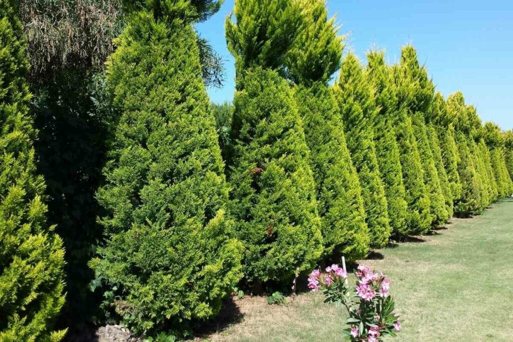 Conifer trees garden