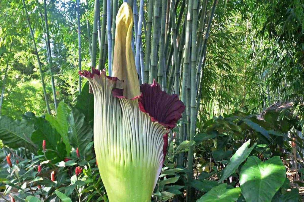 Ugly Corpse flower plant