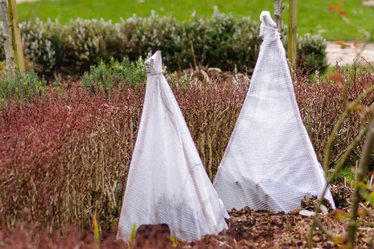 Should I Cover My Garden In The Winter Gardenia Organic